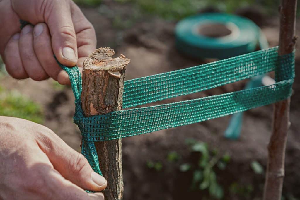 remove tree stakes