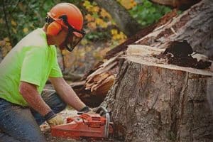 removing tree foundation