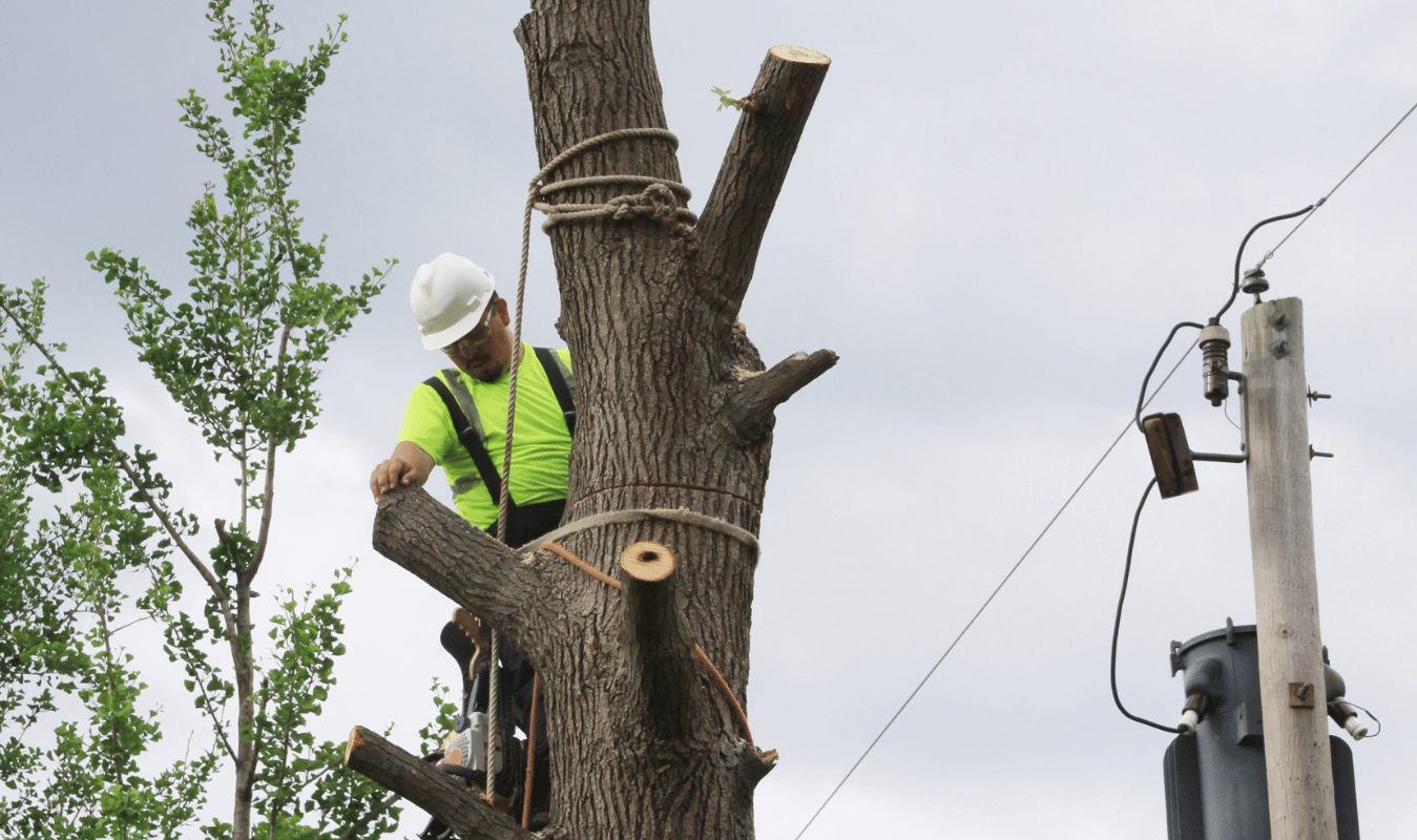 Protect Your Property Expert Tree Cabling Services