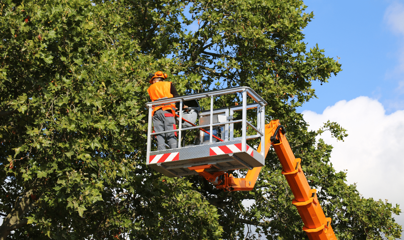 Tree Trimming