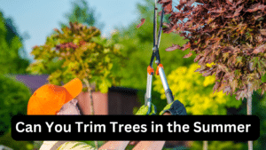 Can You Trim Trees in the Summer