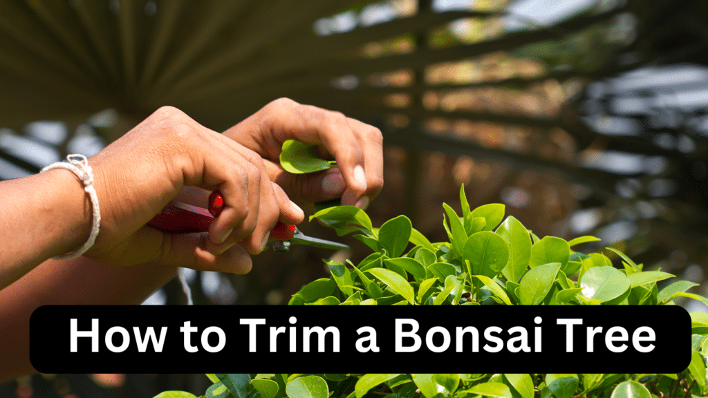 How to Trim a Bonsai Tree