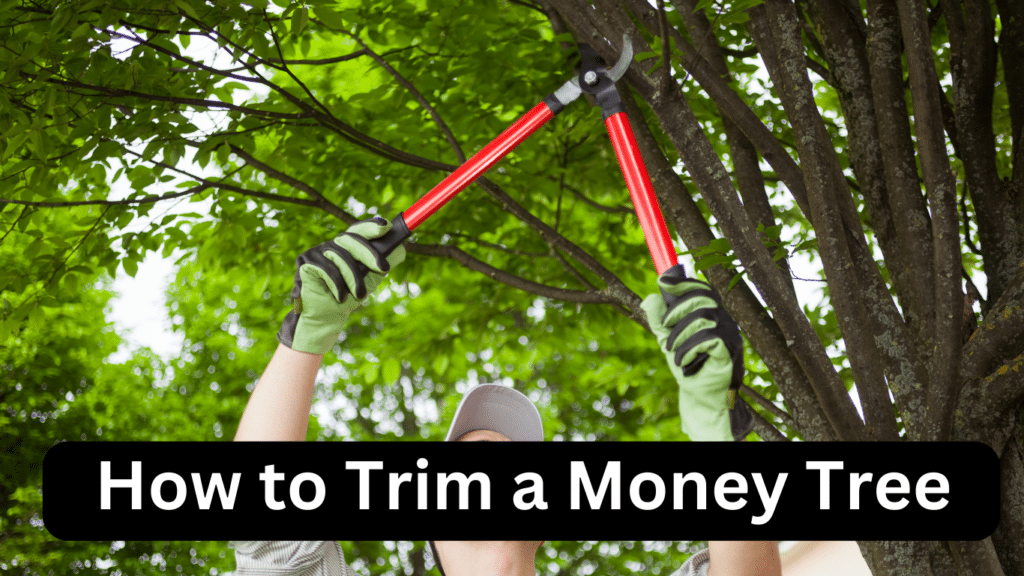 How to Trim a Money Tree