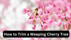 How to Trim a Weeping Cherry Tree