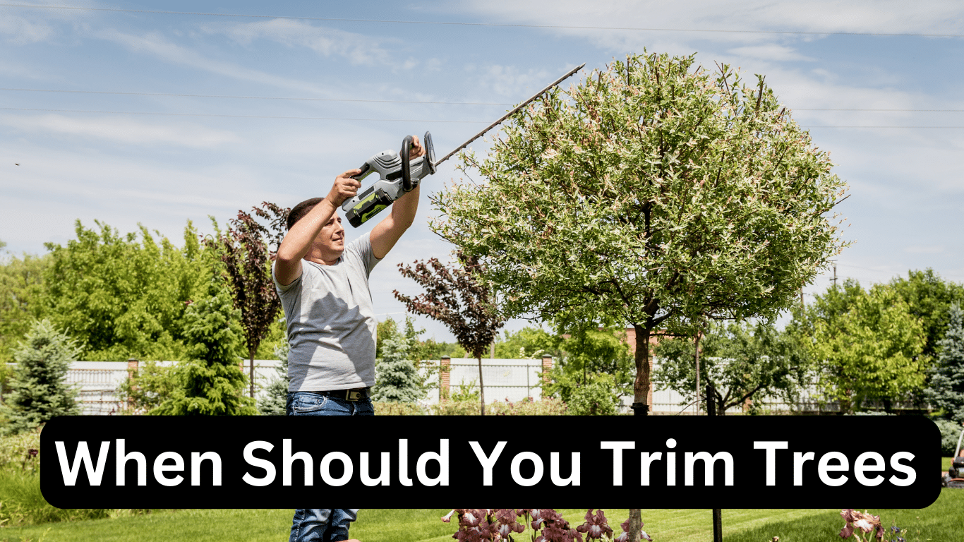 when-should-you-trim-trees-a-guide-to-proper-tree-pruning