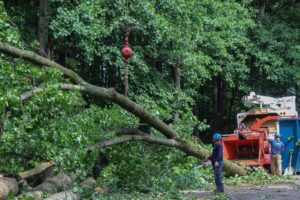 Tree Removal After Storms