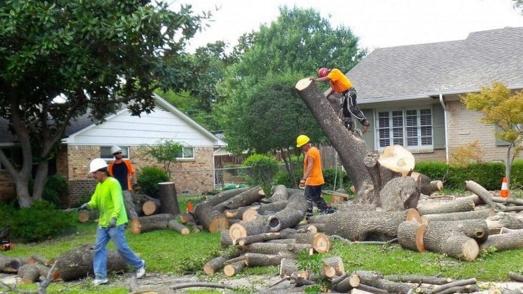 DIY Tree Removal