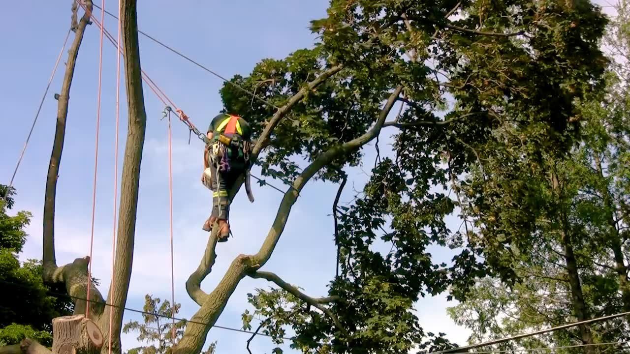 Memorialize Beloved Tree
