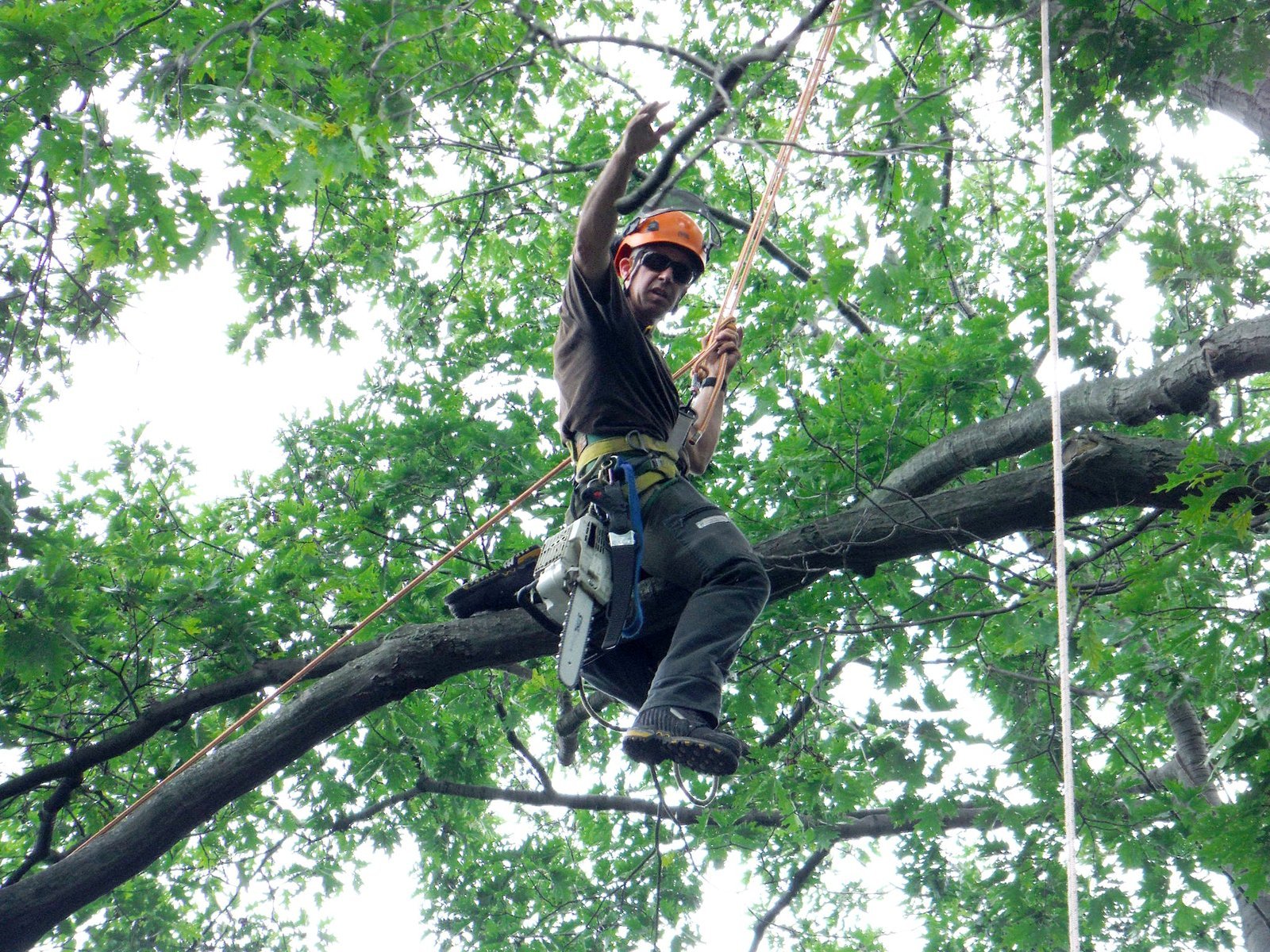 Remove Moss from Trees