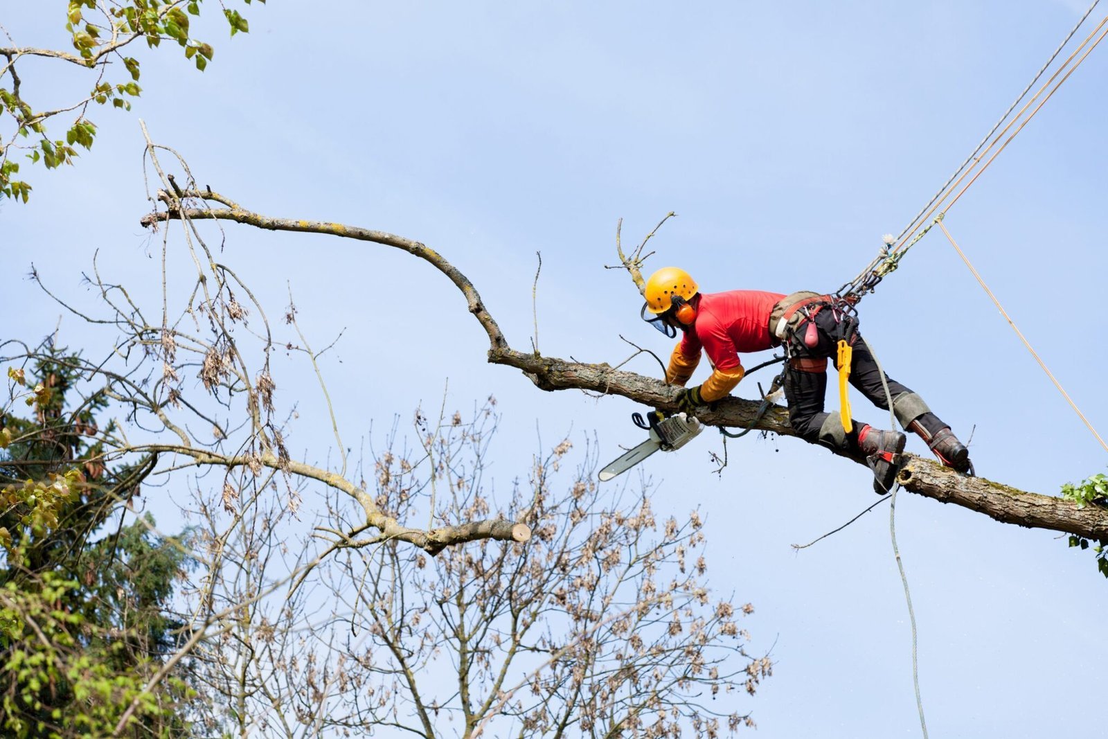 Best Time of Year to Remove Trees
