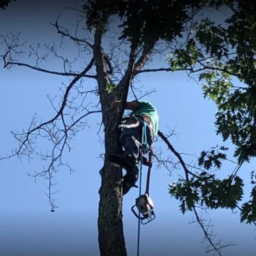 When to Trim a Dogwood Tree