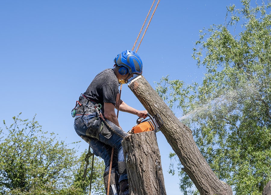 Stump Grinding Price