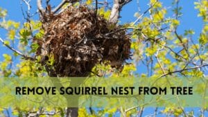 Remove Squirrel Nest from Tree