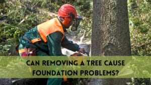 Can Removing a Tree Cause Foundation Problems?