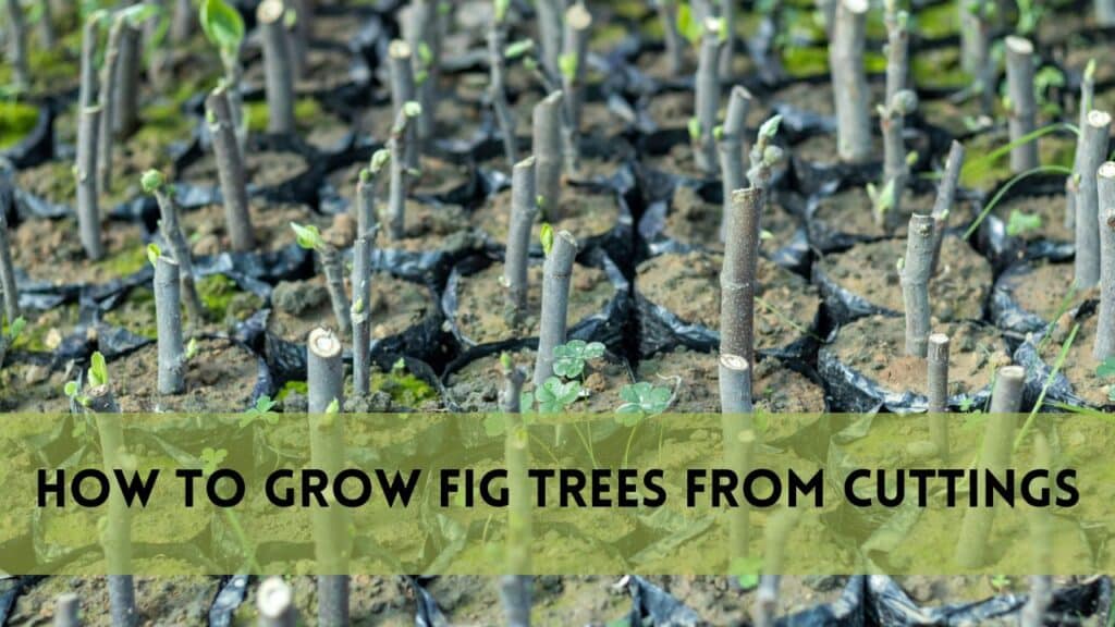 How to Grow Fig Trees from Cuttings