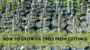 How to Grow Fig Trees from Cuttings