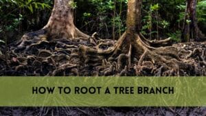 Root a Tree Branch