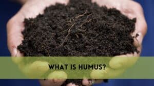 What is Humus