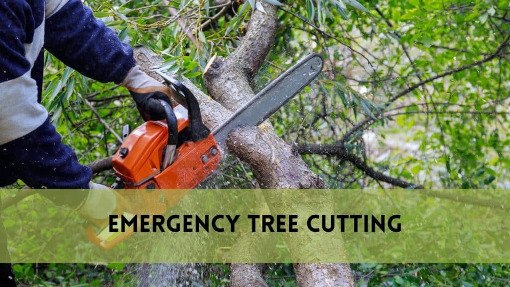 Emergency Tree Cutting