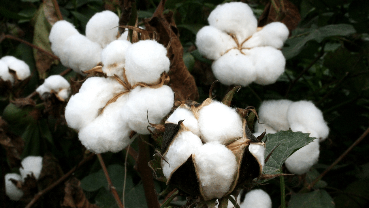 How long does a cottonwood tree shed?