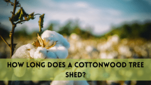 How long does a cottonwood tree shed?