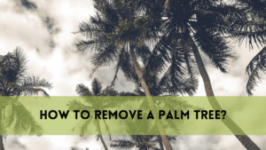 How to remove a palm tree?