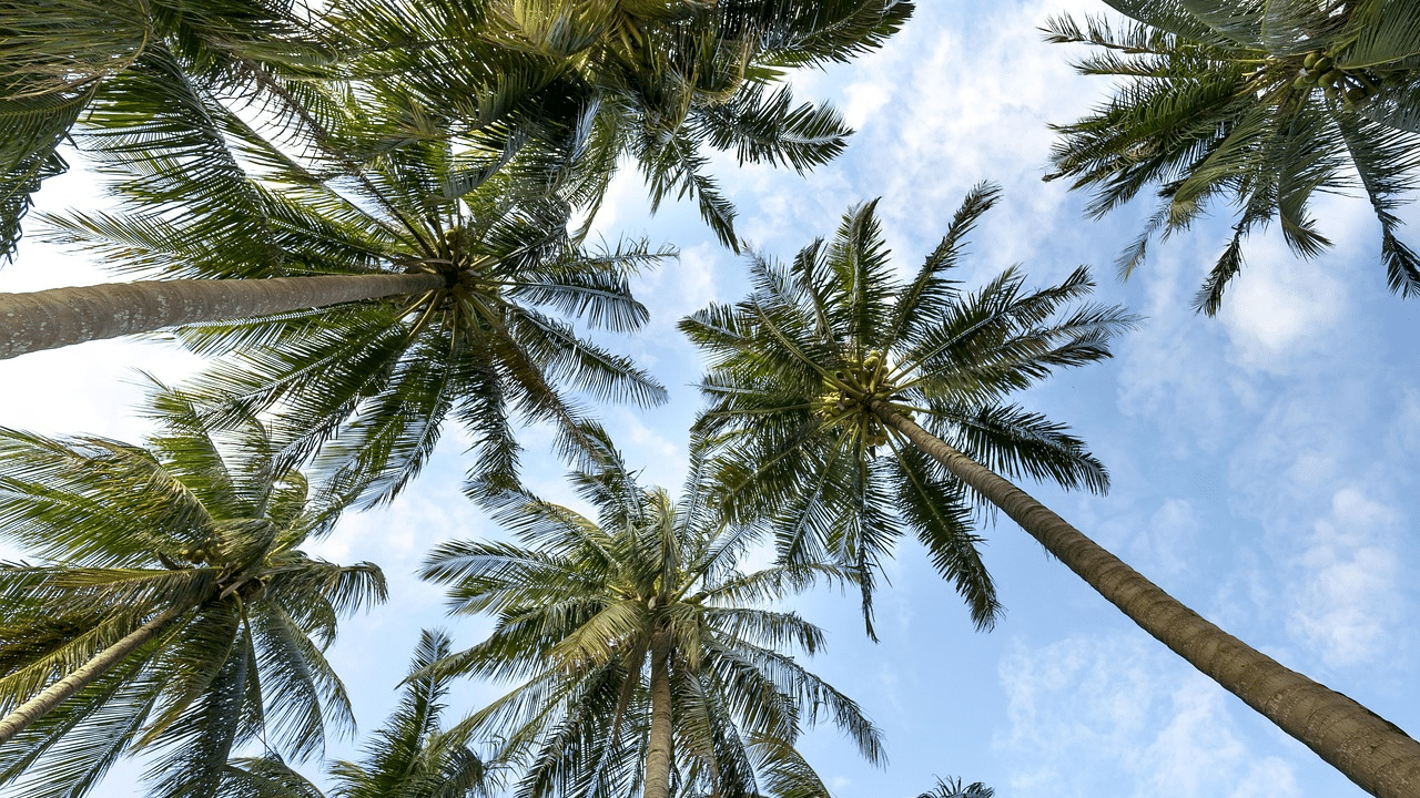 How to remove a palm tree?