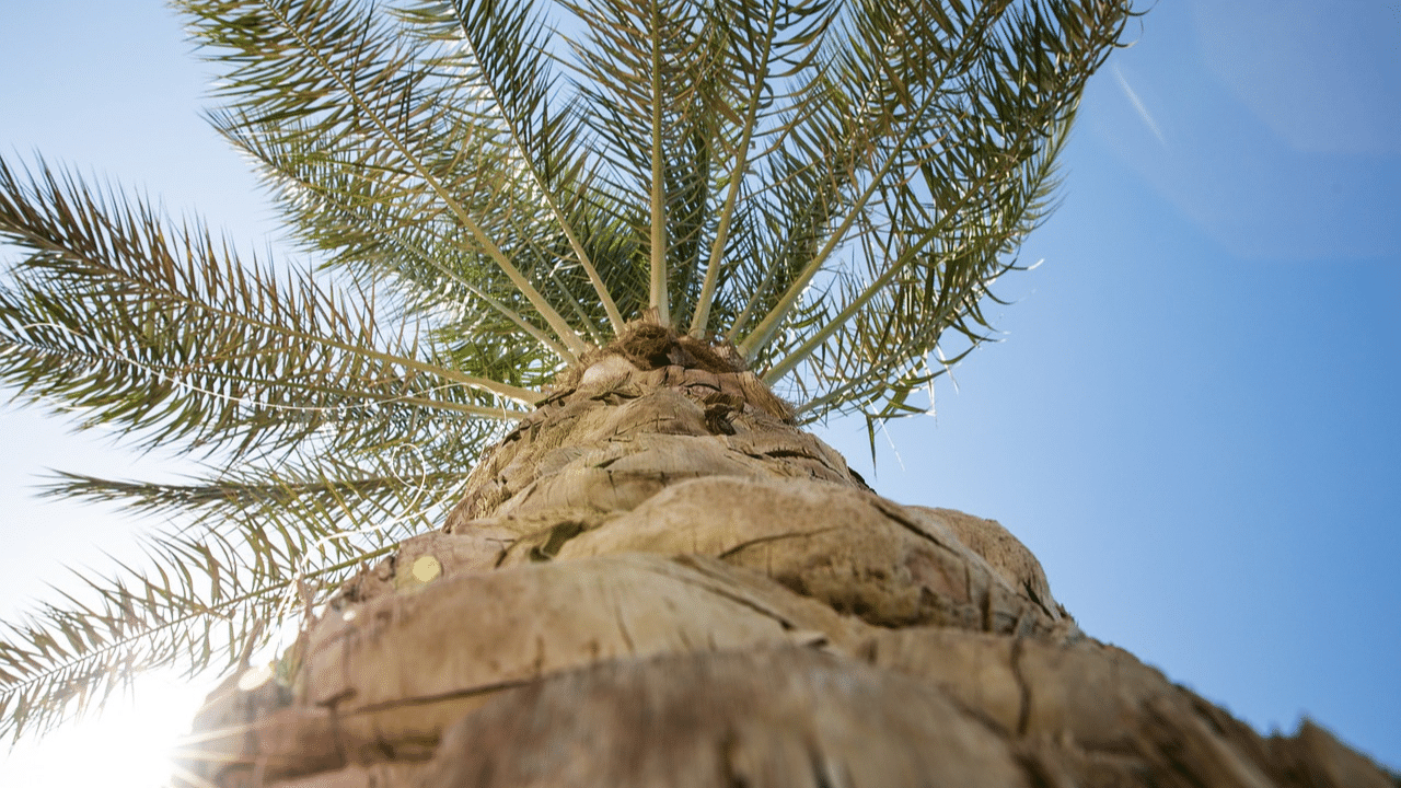 How to remove palm tree stump?