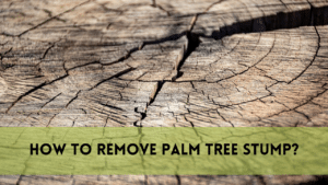 How to remove palm tree stump?