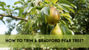 How to trim a bradford pear tree?