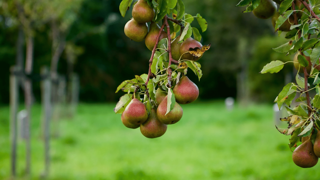 How to trim a bradford pear tree?