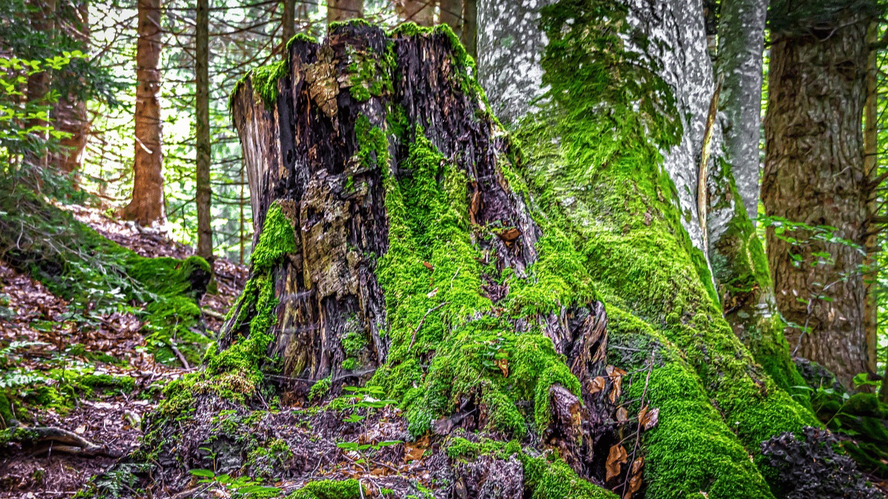 What happens to roots after stump grinding?