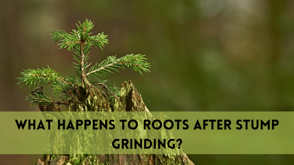 What happens to roots after stump grinding?