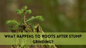 What happens to roots after stump grinding?